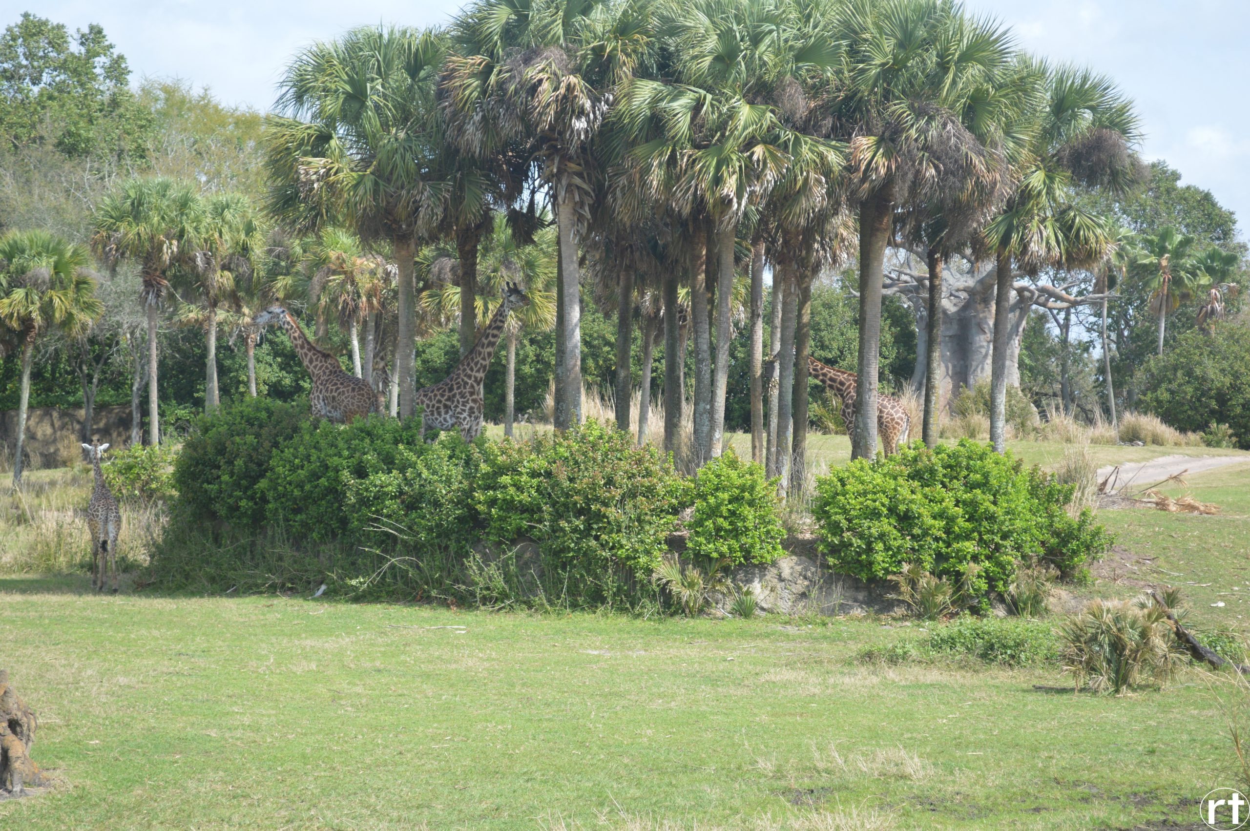 Kilamanjaro Safari Disney