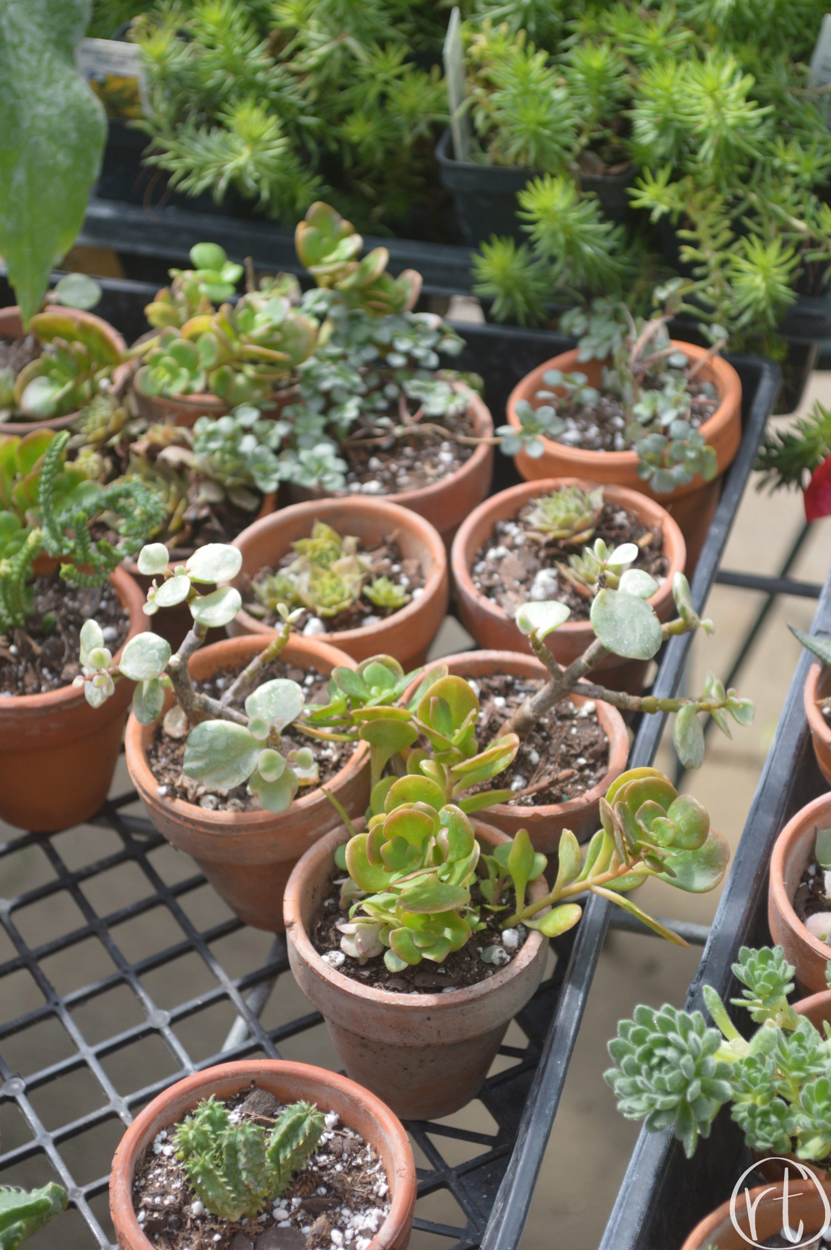 Helmi's Gardens Cacti