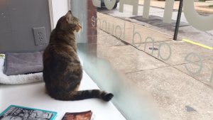 A Trip to Mauhaus Cat Cafe