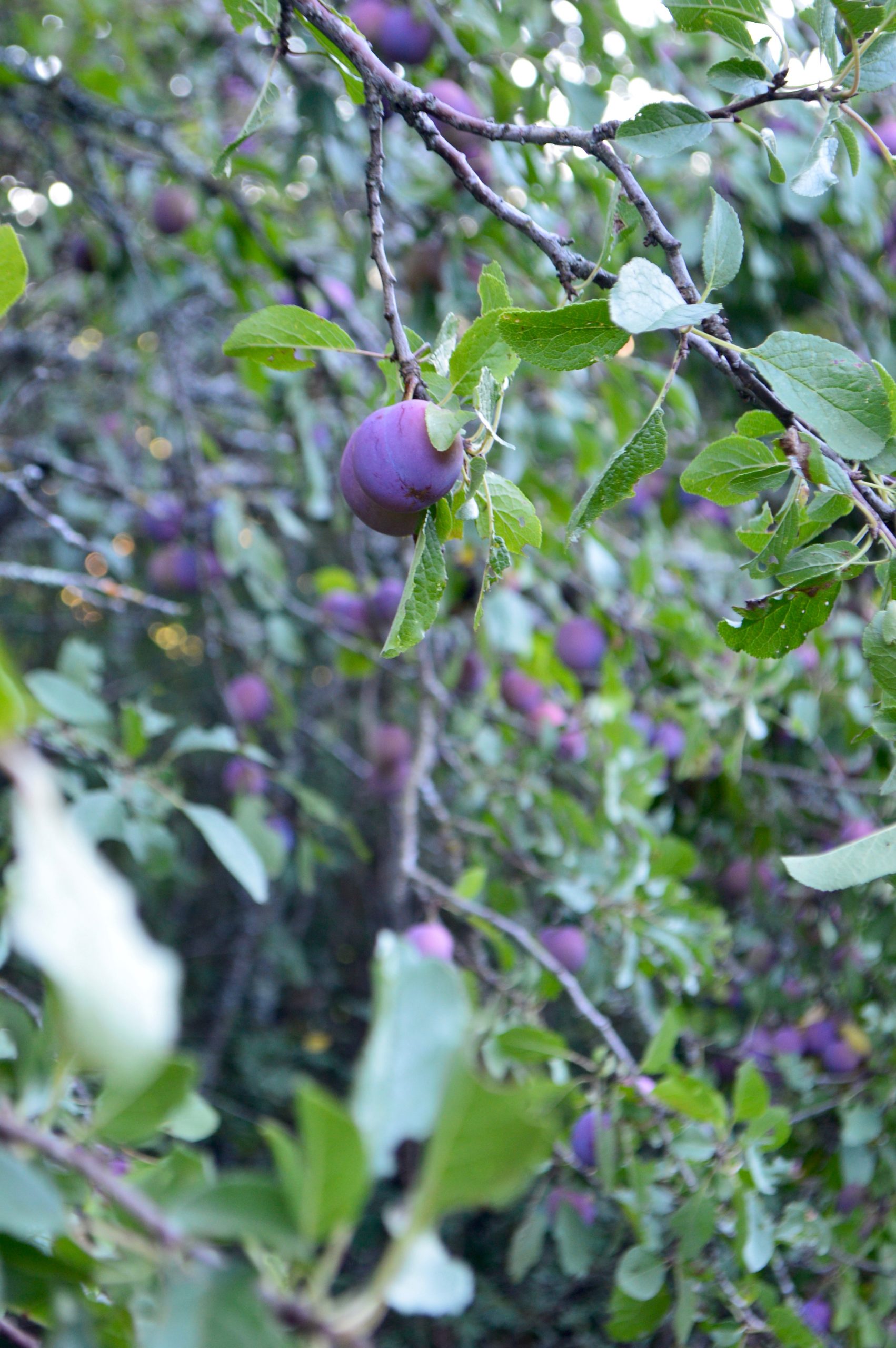 Arbre Prune Plum Tree Aveyron France
