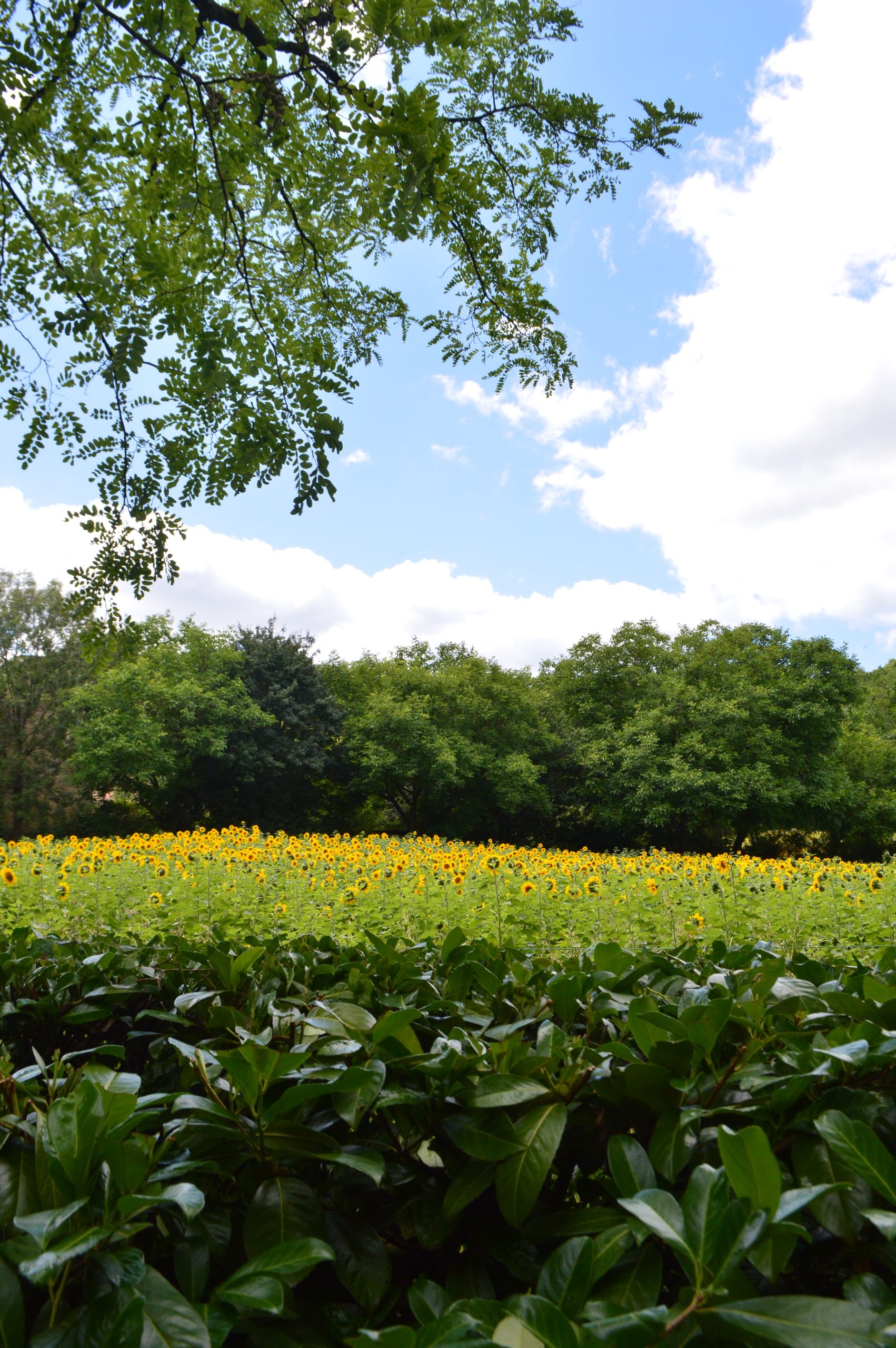 tournesol sunflower field france aveyron lacapelle livron