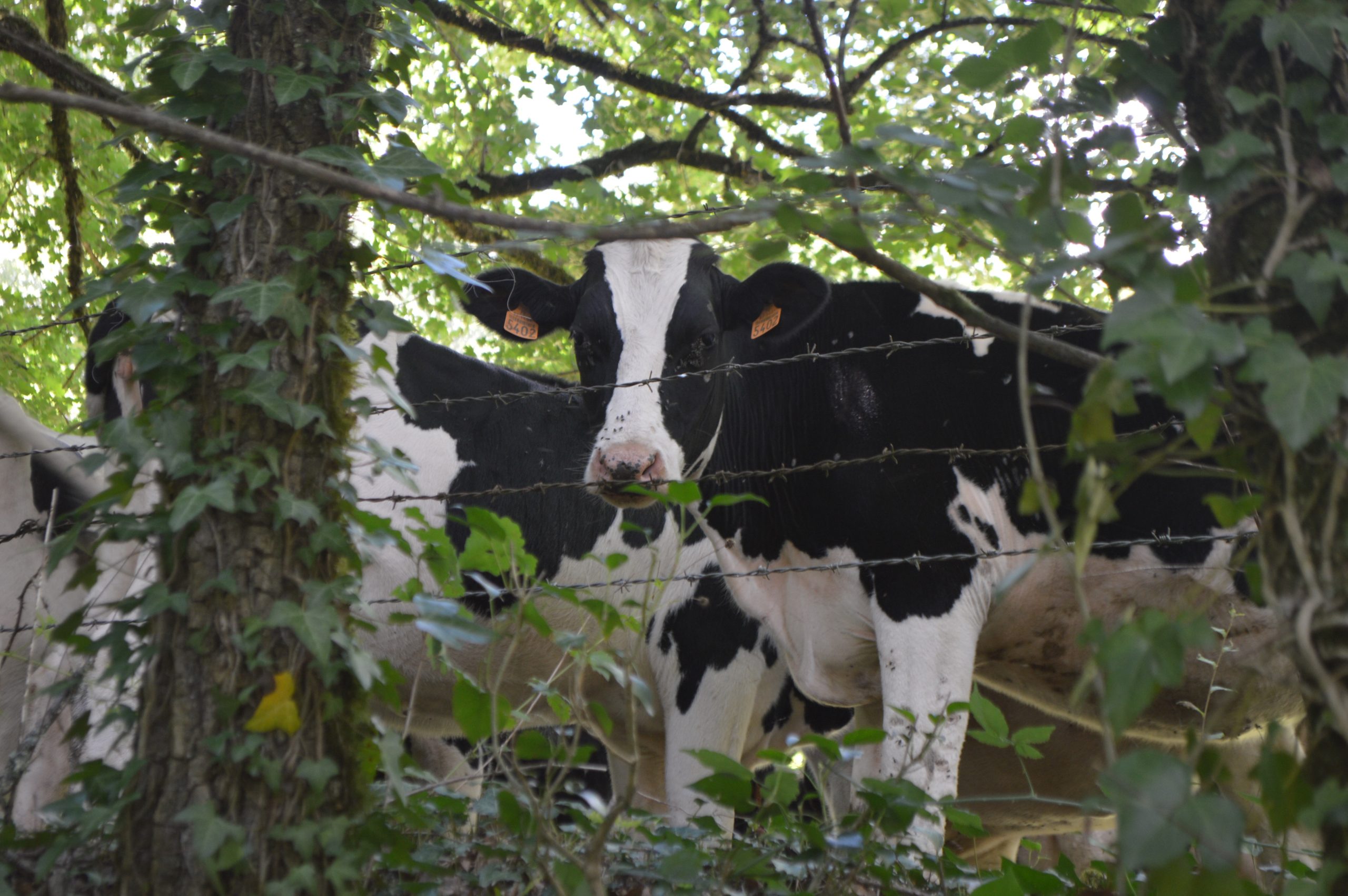 vaches cows lacapelle livron france travel