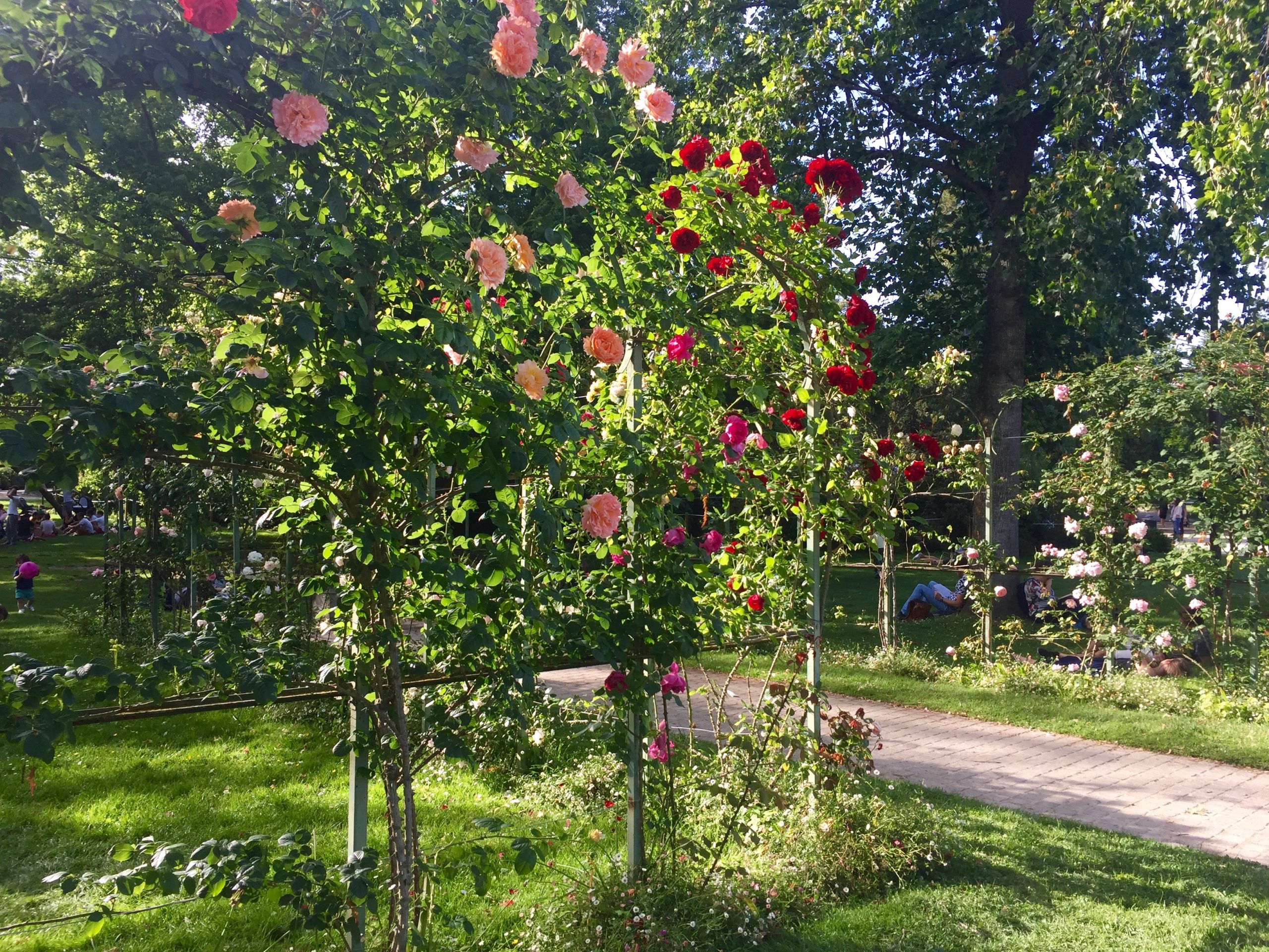 Jardin des Plantes Toulouse France Roses Garden