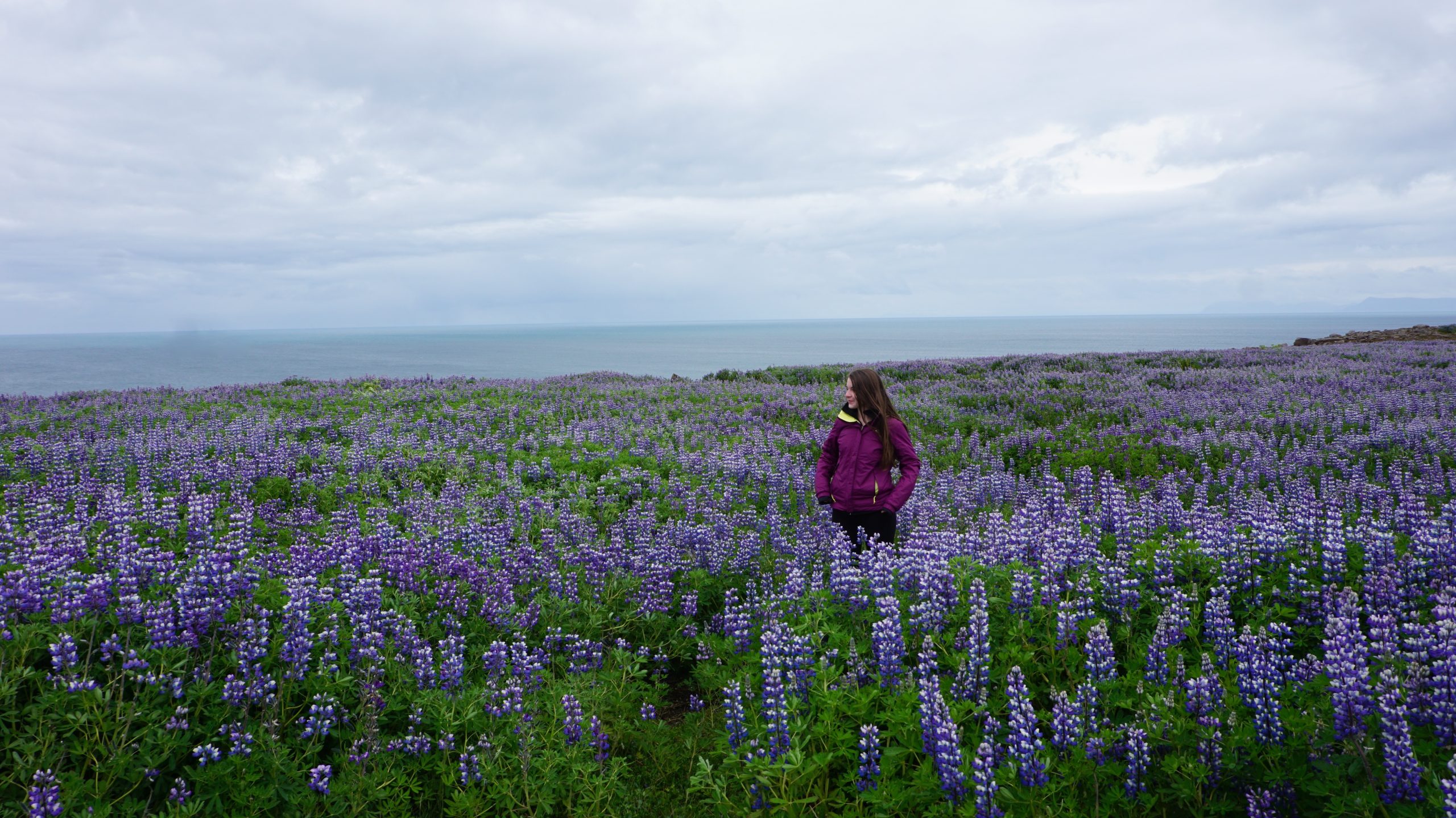 Iceland Road Trip Round Trip Travel Flower Field