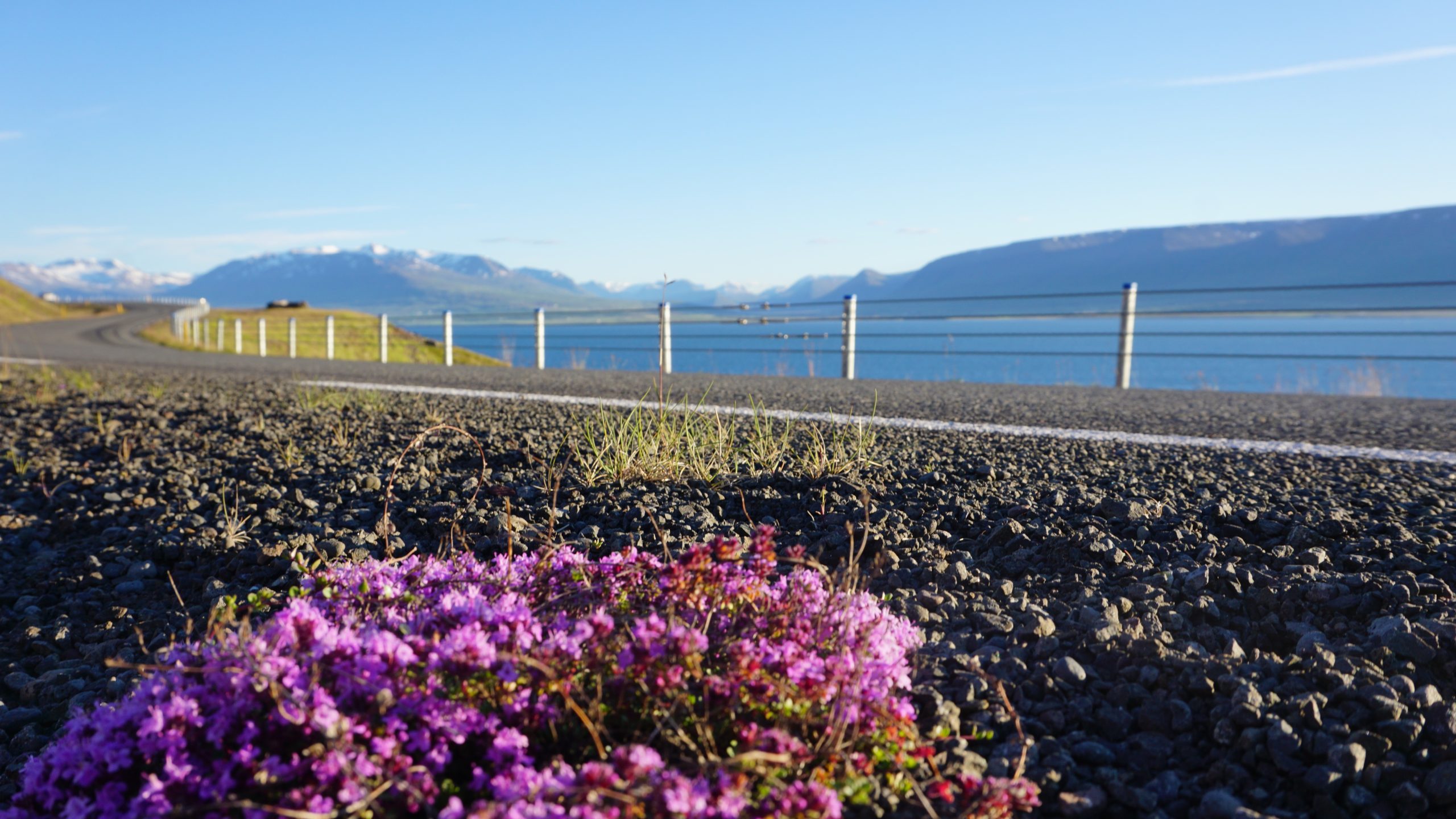 Iceland Road Trip Round Trip Travel Flowers