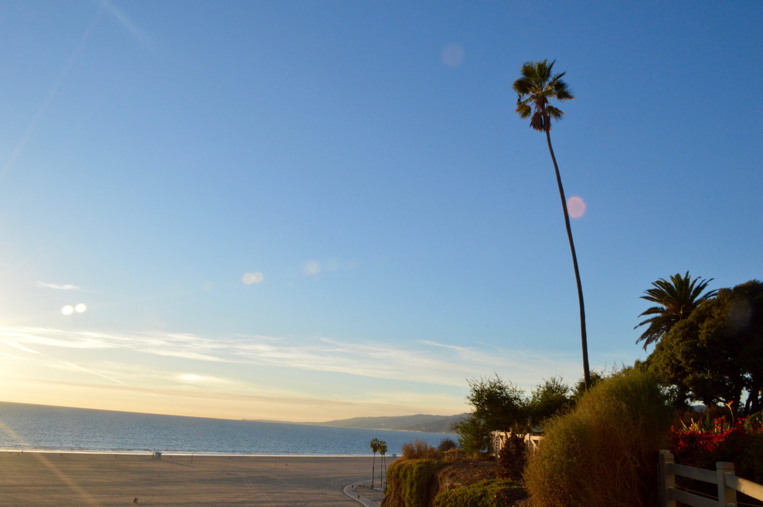 Palm Tree Ocean Santa Monica California