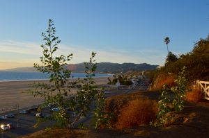 How to Spend a Day in Santa Monica