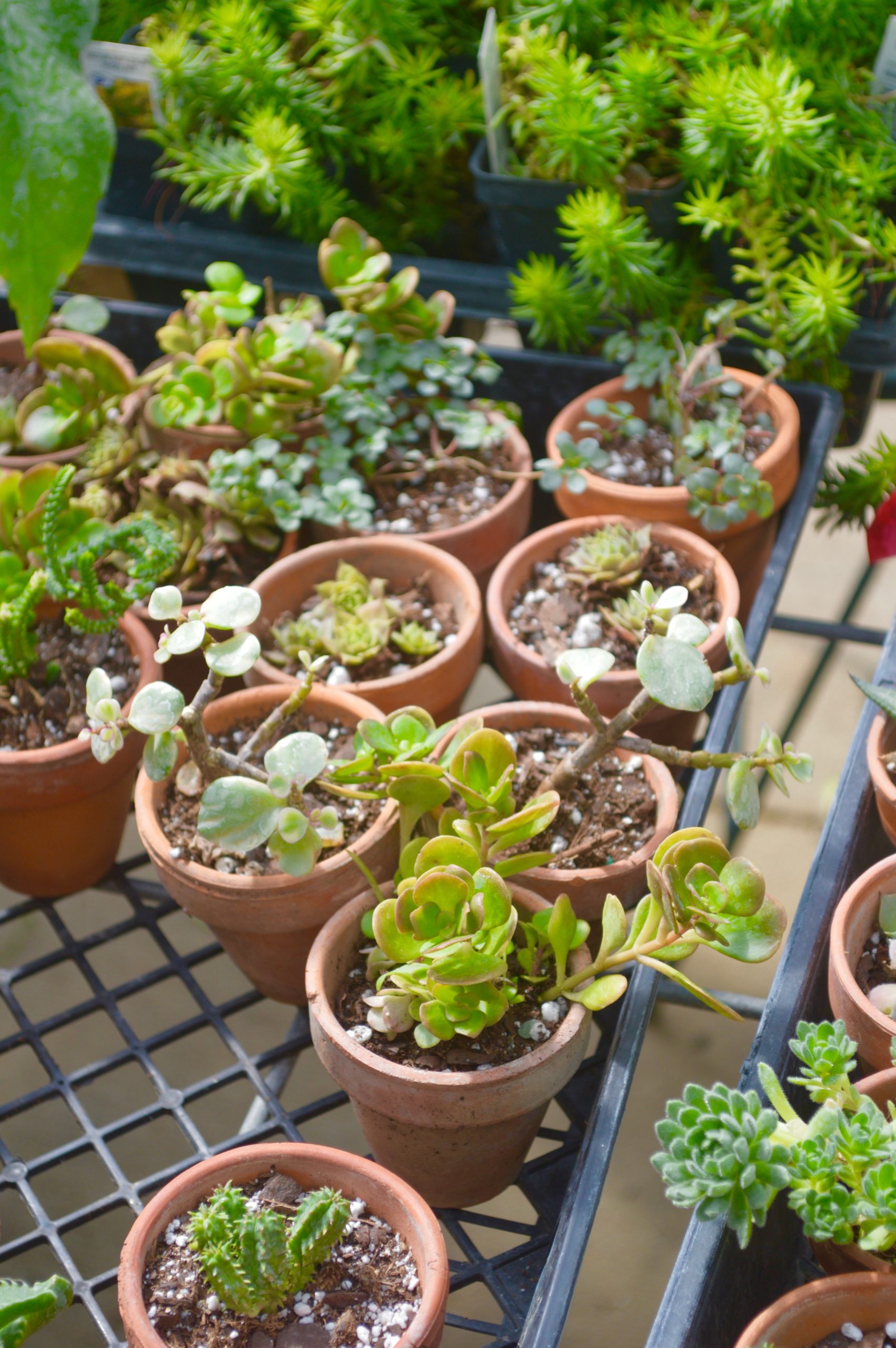 Helmi's Greenhouse Columbia MO